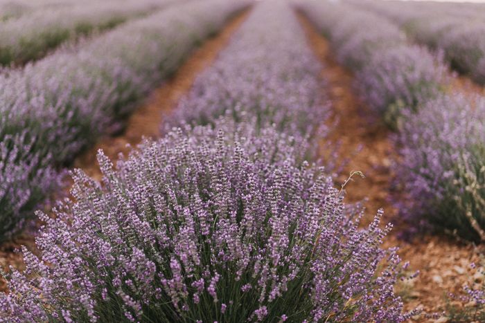 lavender fields photo Brihuega Lavanda-44_zpsxh5stlvk.jpg
