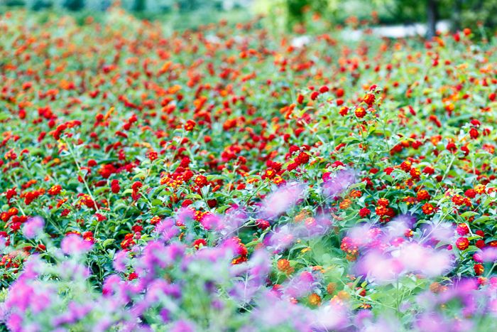 jardin botanico madrid flores photo IMG_6845_zpsp6ka2hbc.jpg