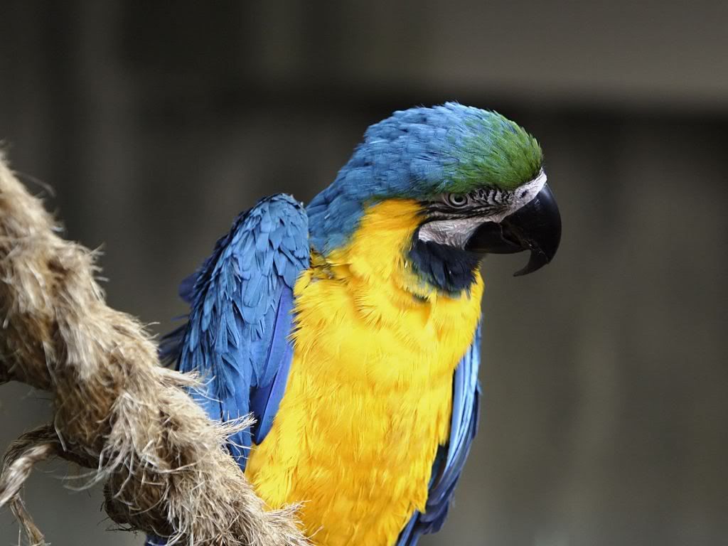 Blue-Parrot-wallpaper.jpg
