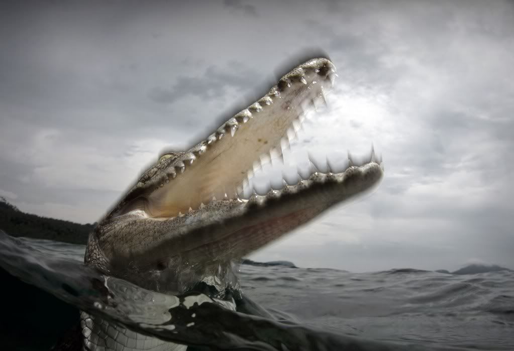 Crocodile-desktop-wallpaper.jpg
