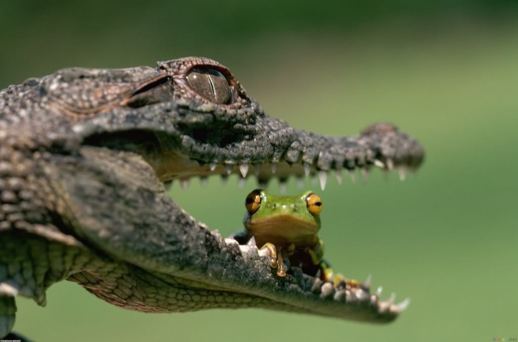 Crocodile-hd-wallpaper.jpg