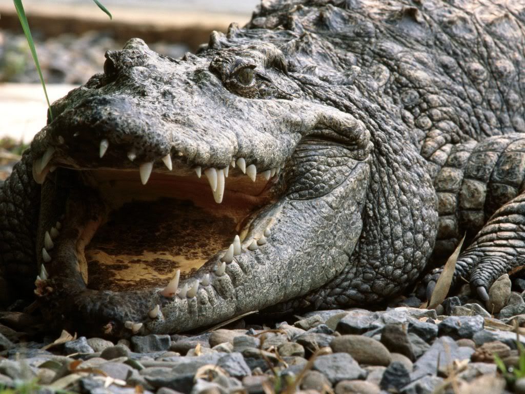 Crocodile-wallpaper.jpg