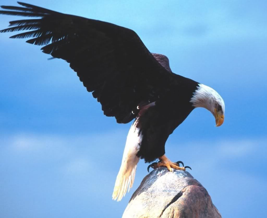 Eagle-desktop-hd-wallpaper.jpg