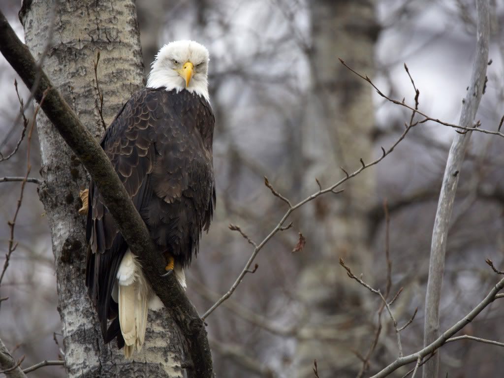 Eagle-desktop-wallpaper.jpg