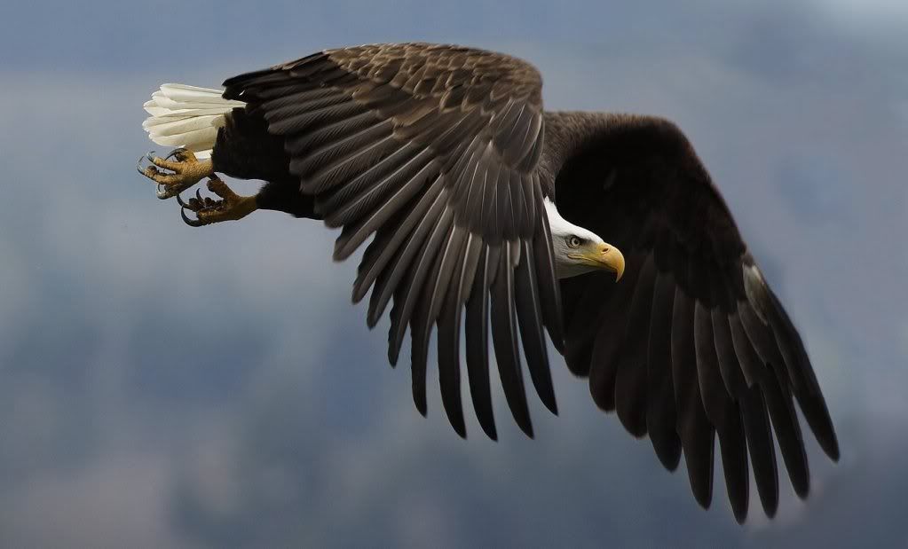 Eagle-hd-wallpaper.jpg