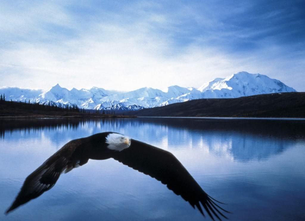Eagle-sea-wallpaper.jpg