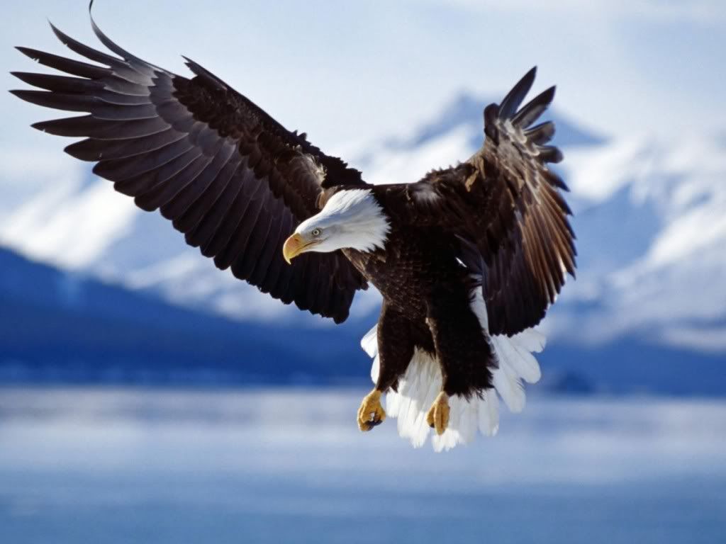 Eagle-wallpaper.jpg