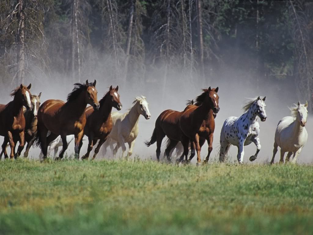 Horse-free-wallpaper.jpg