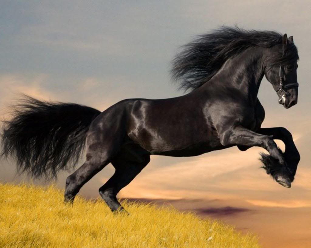 Horse-hd-free-wallpaper.jpg