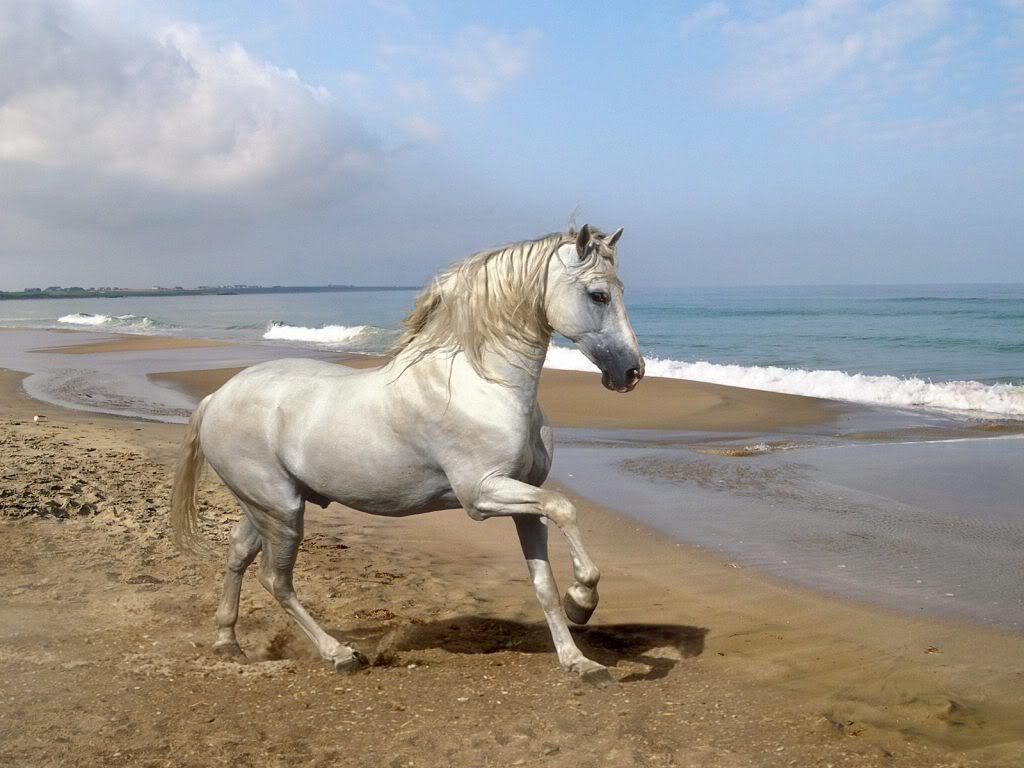 Horse-hd-sea-wallpaper.jpg