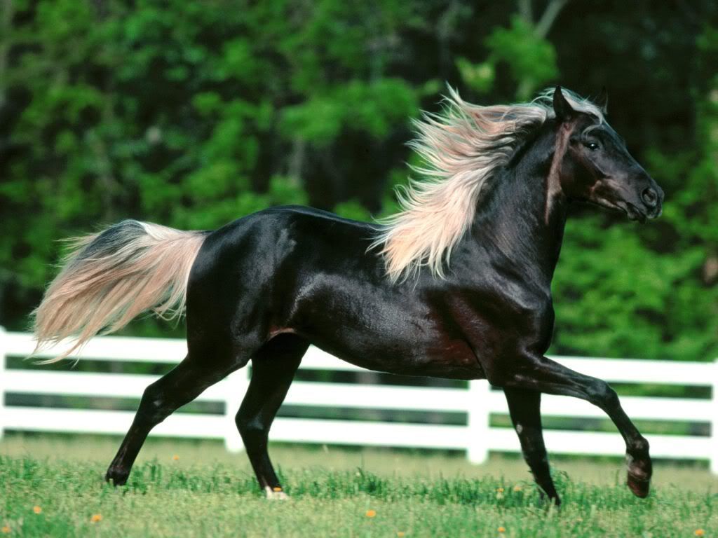 Horse-wallpapers.jpg