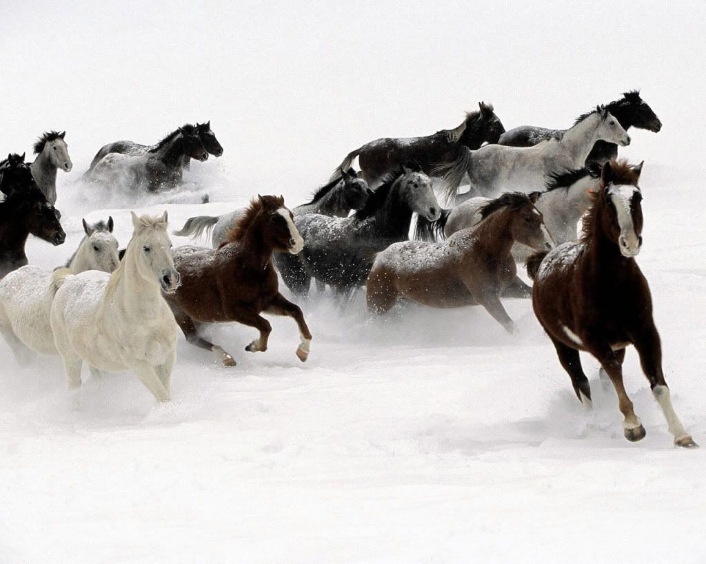 Horses-hd-wallpaper.jpg