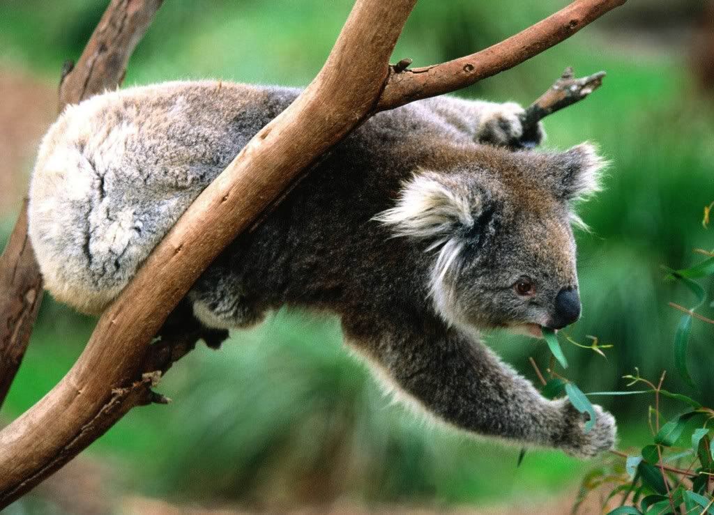 Koala-best-hd-wallpaper.jpg