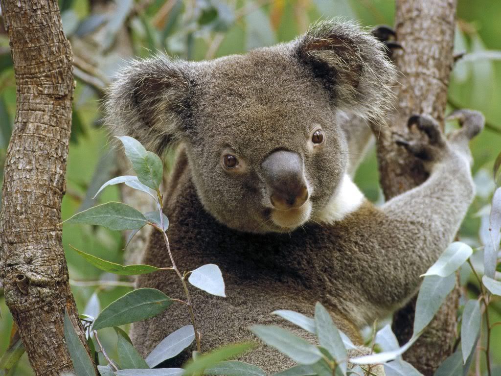 Koala-desktop-wallpaper.jpg