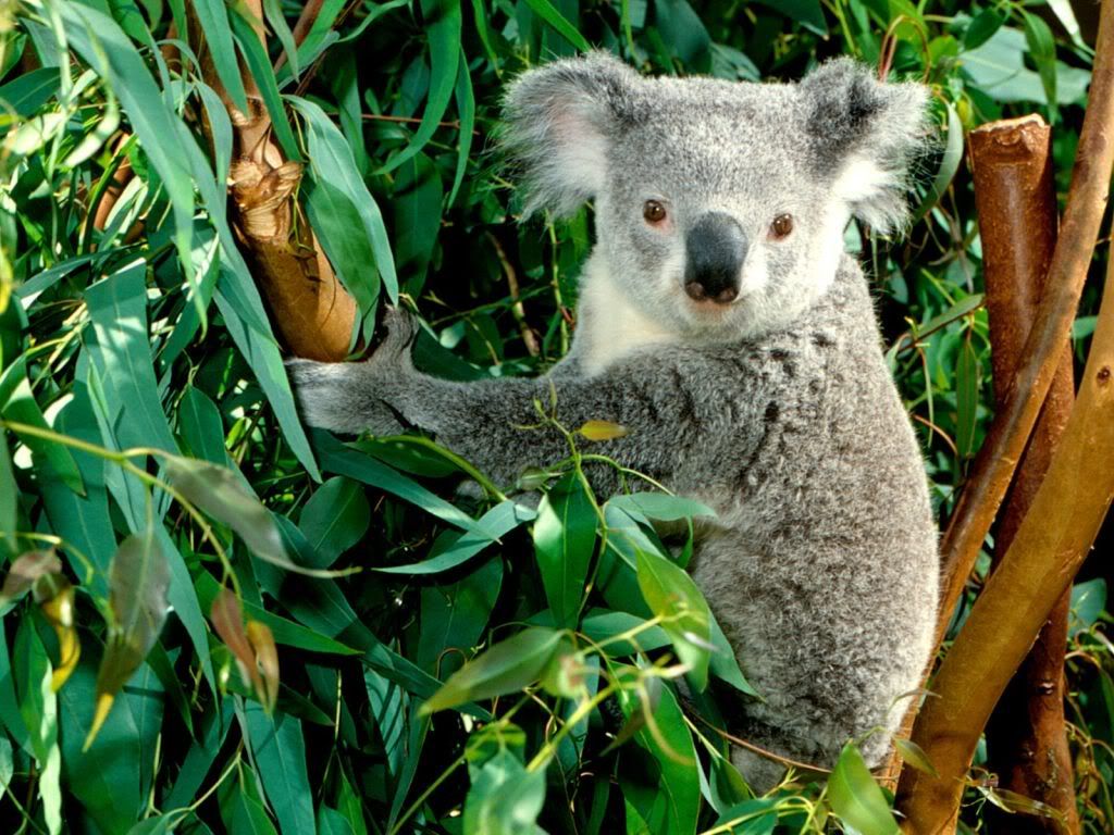 Koala-hd-wallpaper.jpg