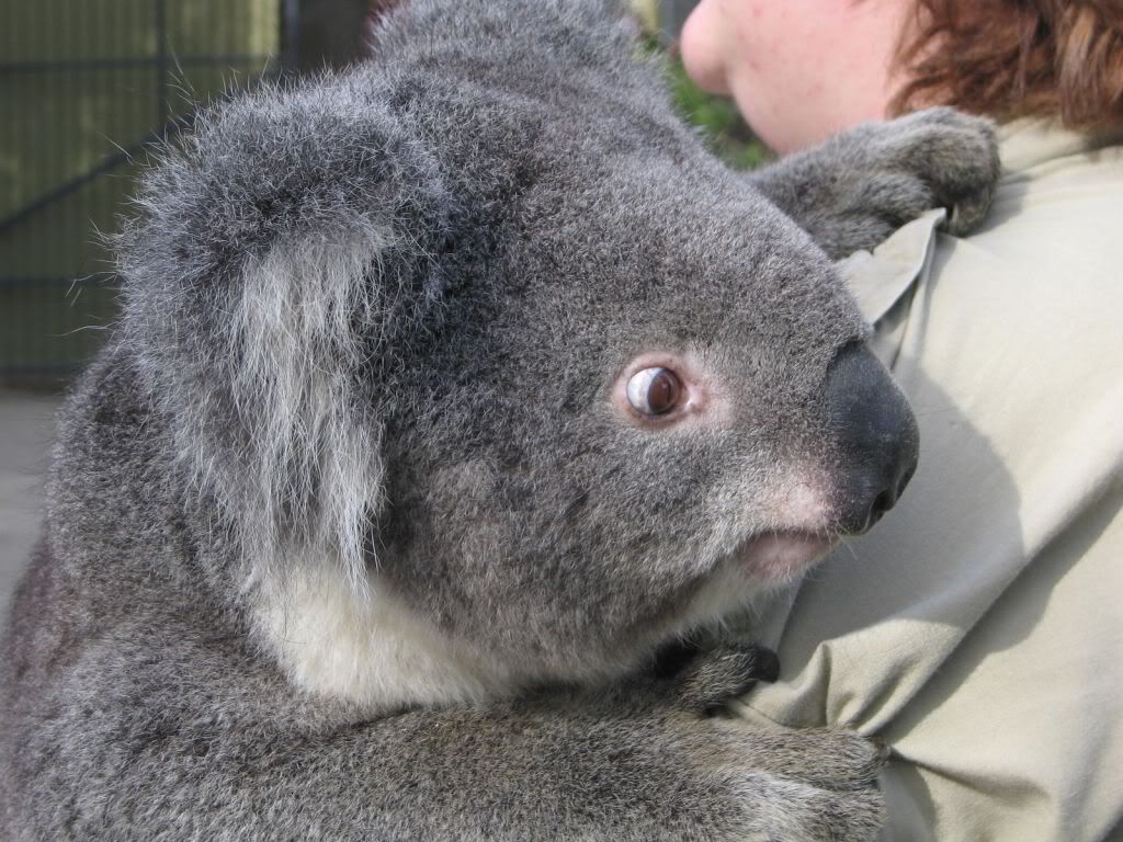 Koala-wallpaper.jpg