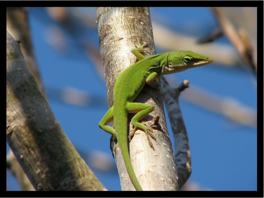 Lizard-hd-wallpaper.jpg