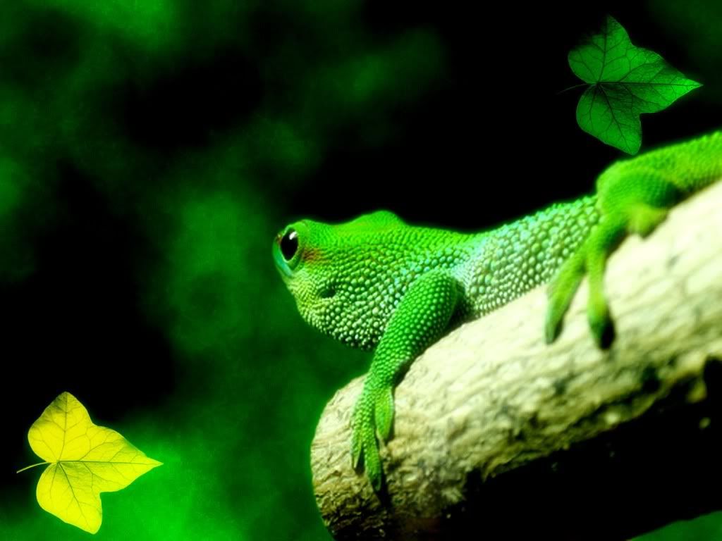 Lizard-wallpaper.jpg