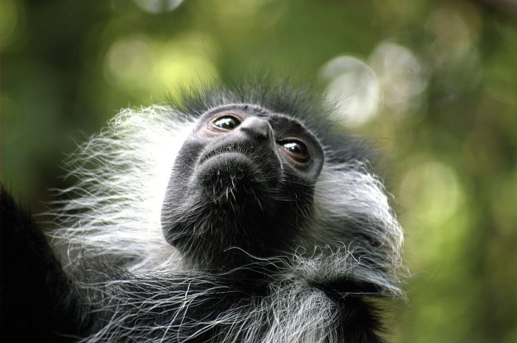 Monkey-beatiful-wallpaper.jpg