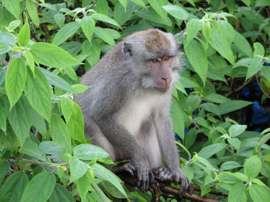 Monkey-best-free-wallpaper.jpg