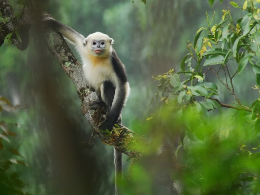 Monkey-desktop-wallpaper.jpg
