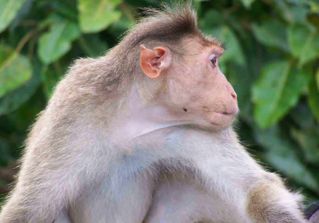 Monkey-free-wallpaper.jpg