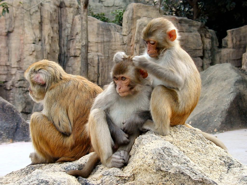 Monkey-full-HD-wallpaper.jpg