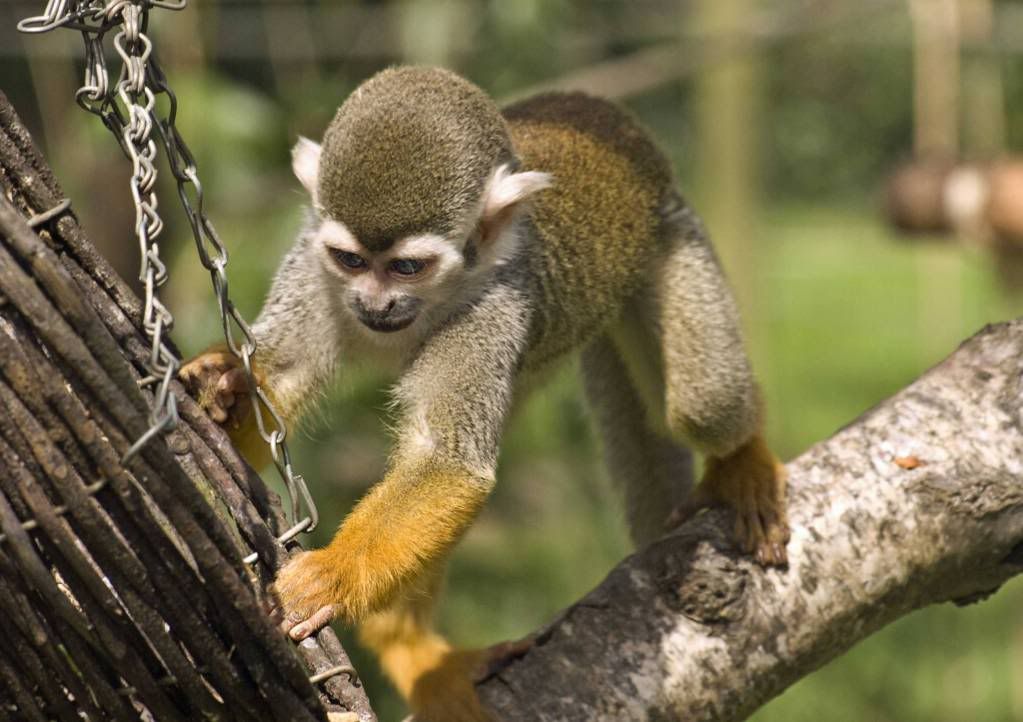 Monkey-hd-wallpaper.jpg