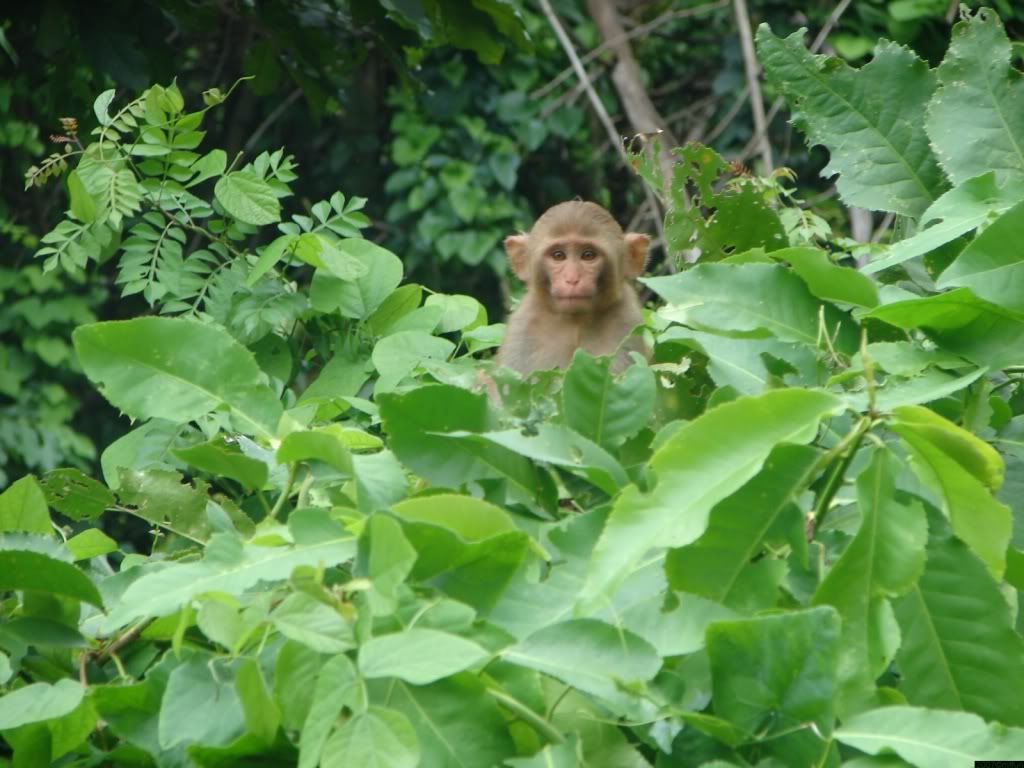 Monkey-wallpaper.jpg