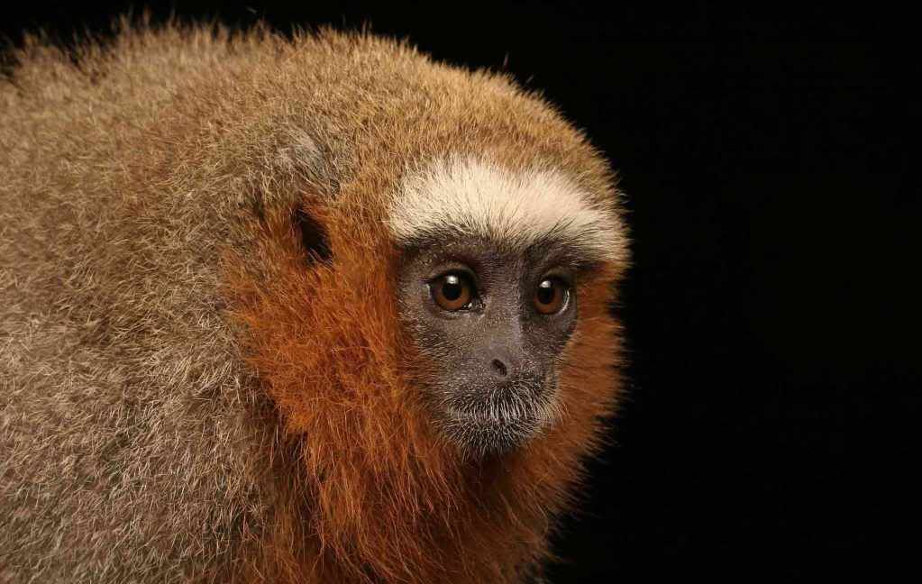 Monkey-widescreen-wallpaper.jpg