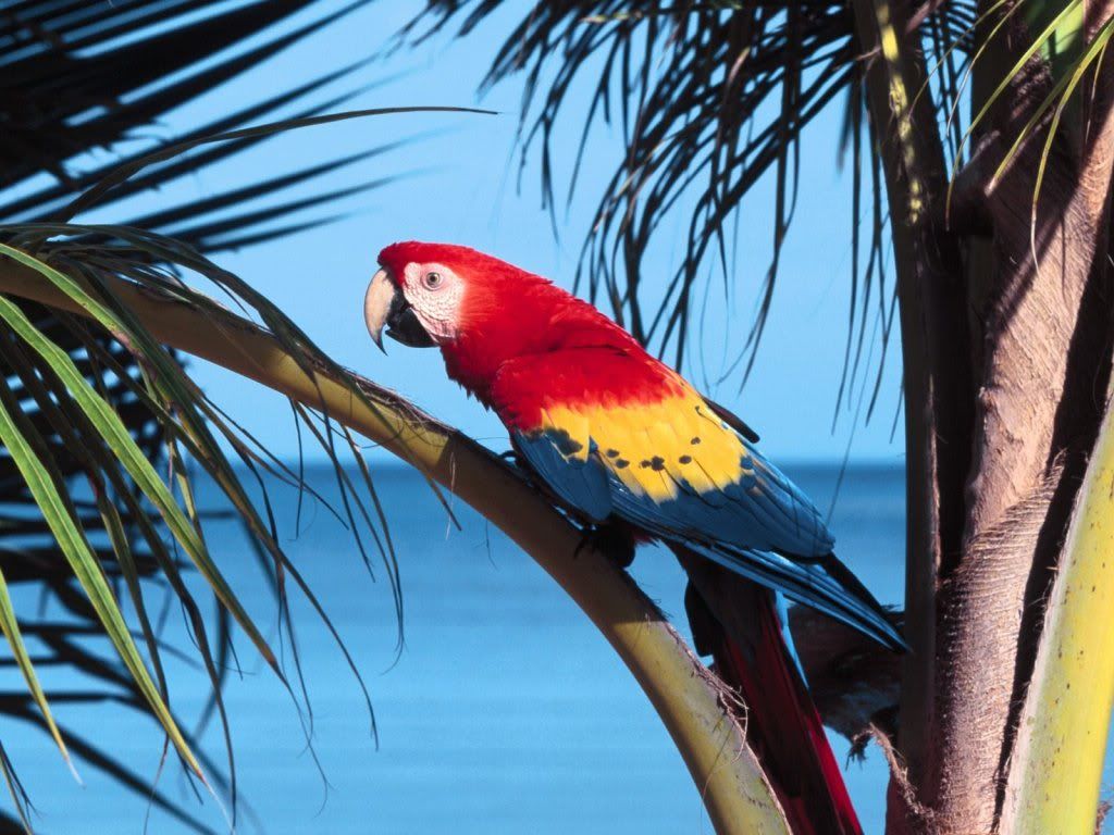 Parrot-best-wallpaper.jpg