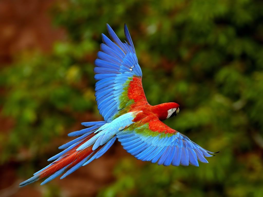 Parrot-fly-Backgrounds.jpg
