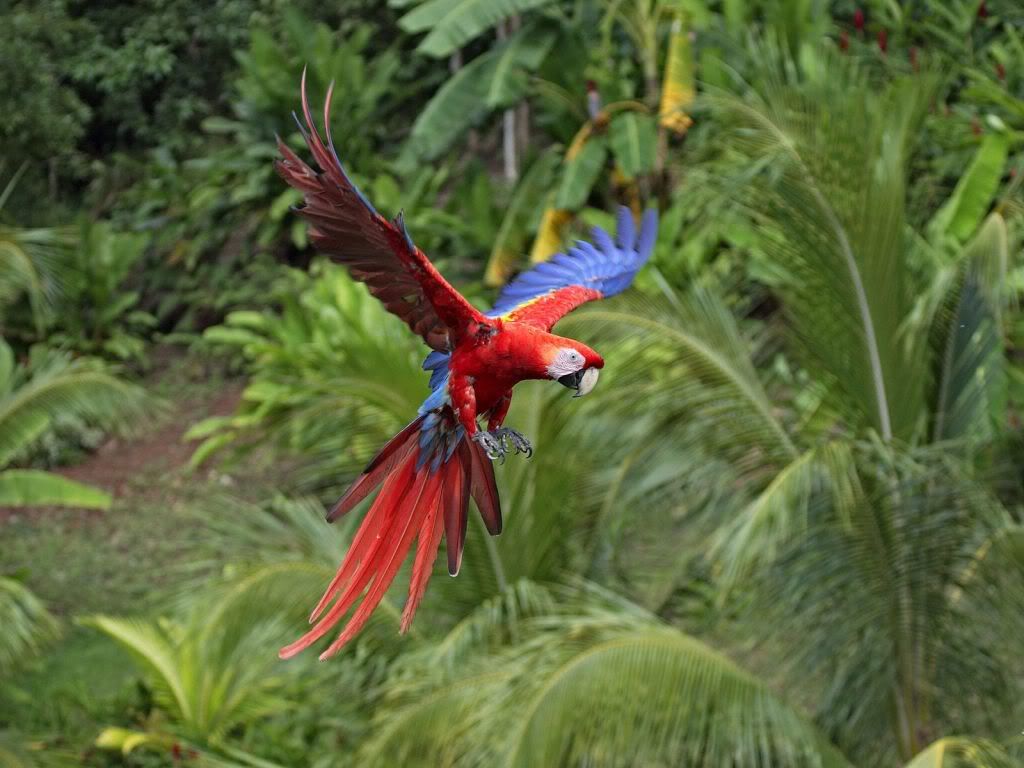Parrot-fly-wallpaper.jpg