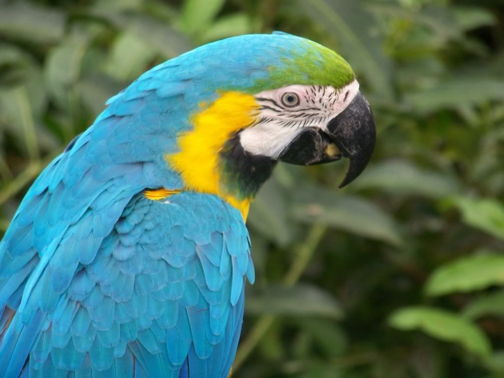 Parrot-free-wallpaper.jpg