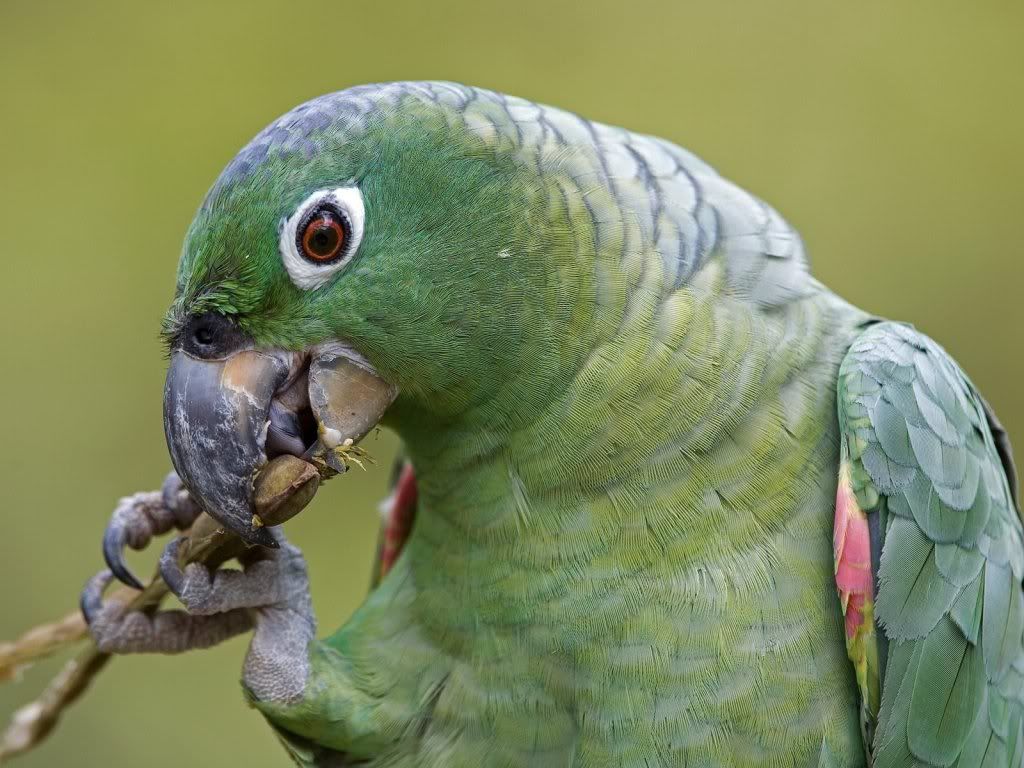 Parrot-hd-wallpaper.jpg