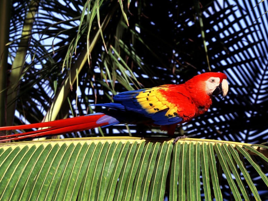 Parrot-tree-wallpapers.jpg