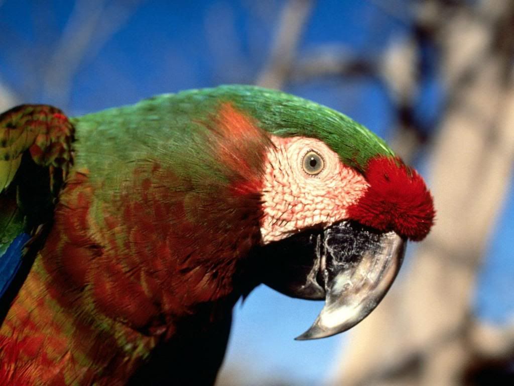 Parrot-wallpaper.jpg