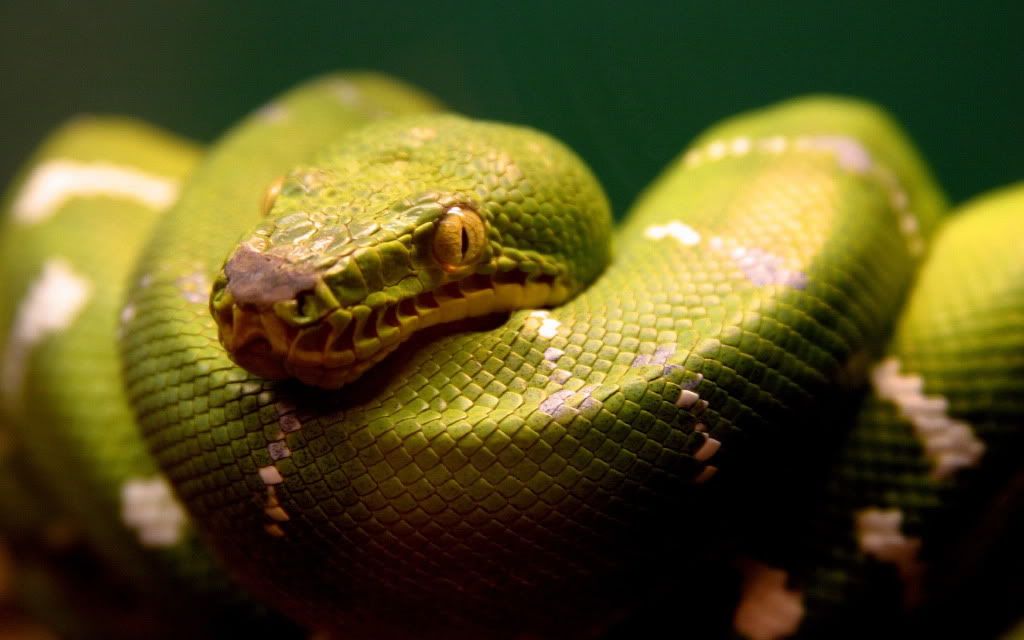 Snake-desktop-wallpaper.jpg