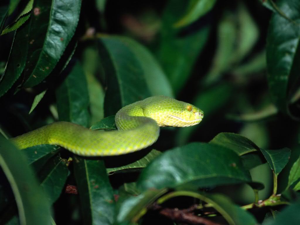 Snake-hd-wallpaper.jpg