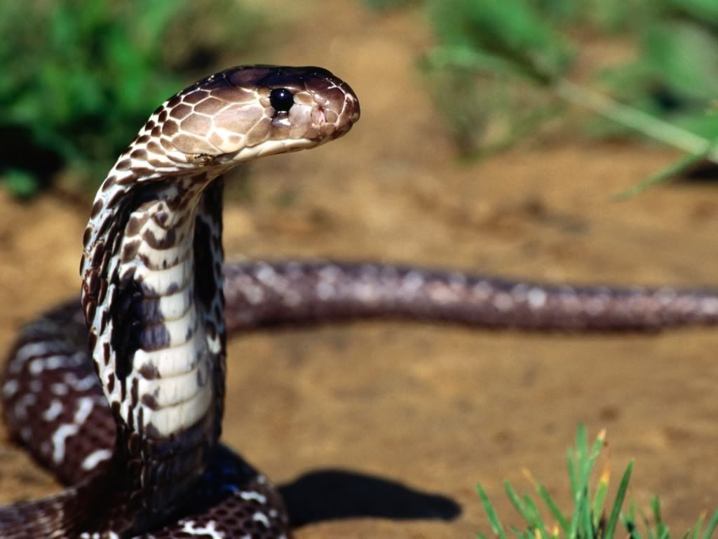 Snake-wallpaper.jpg