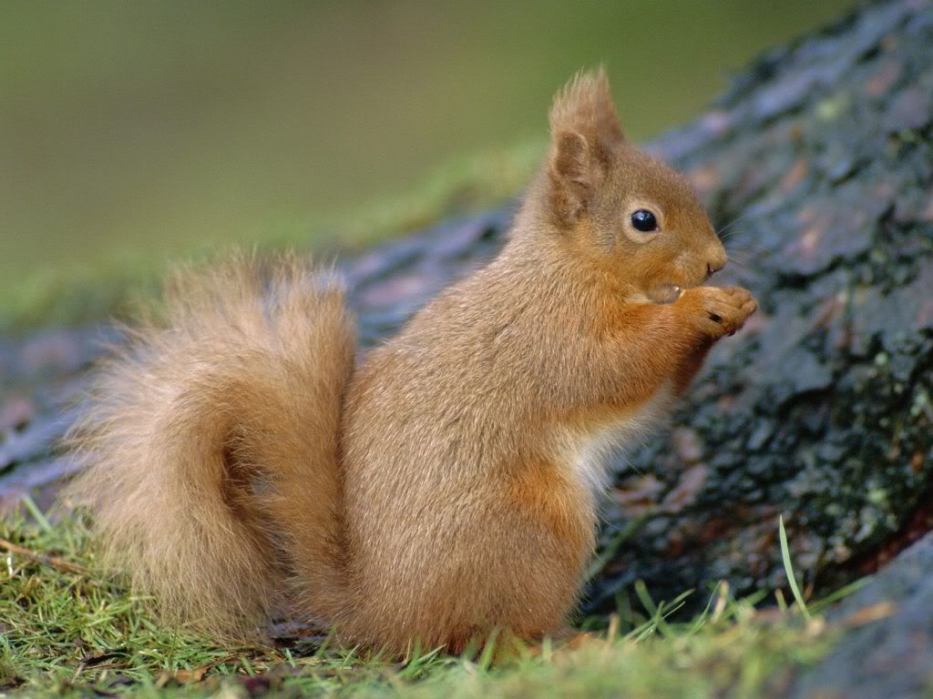 Squirrel-nice-wallpaper.jpg