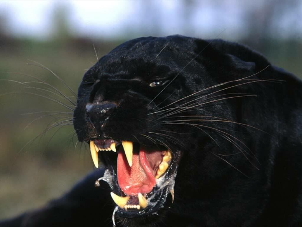 angry-black-panther-wallpaper.jpg