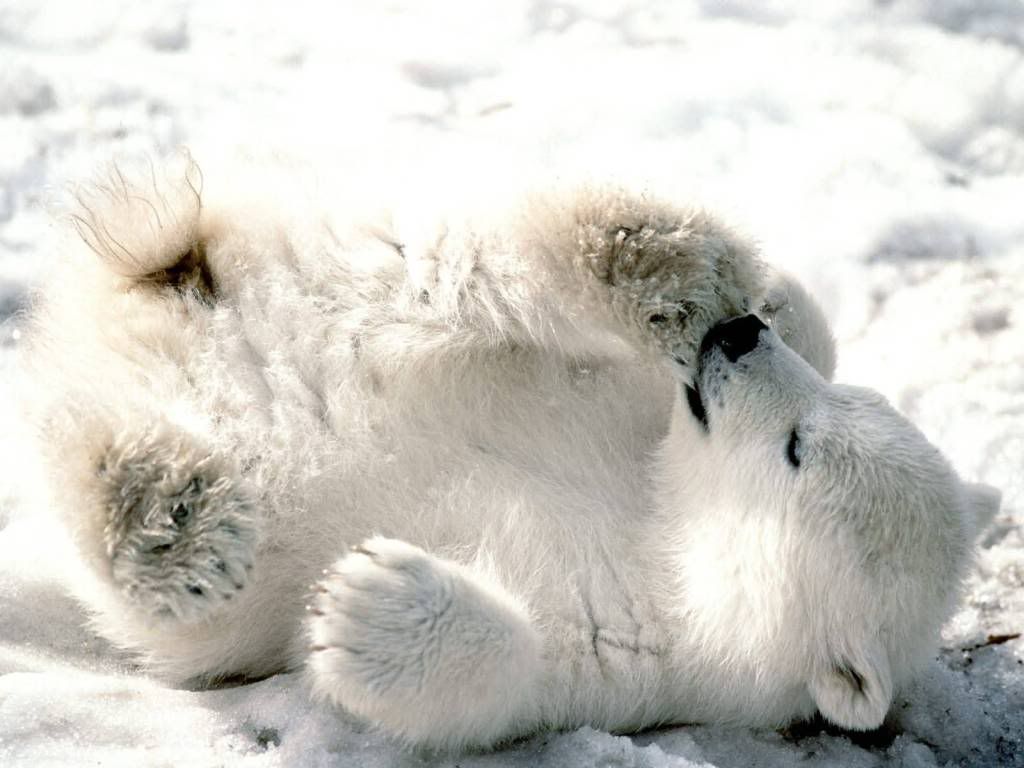 baby-bear-wallpaper.jpg