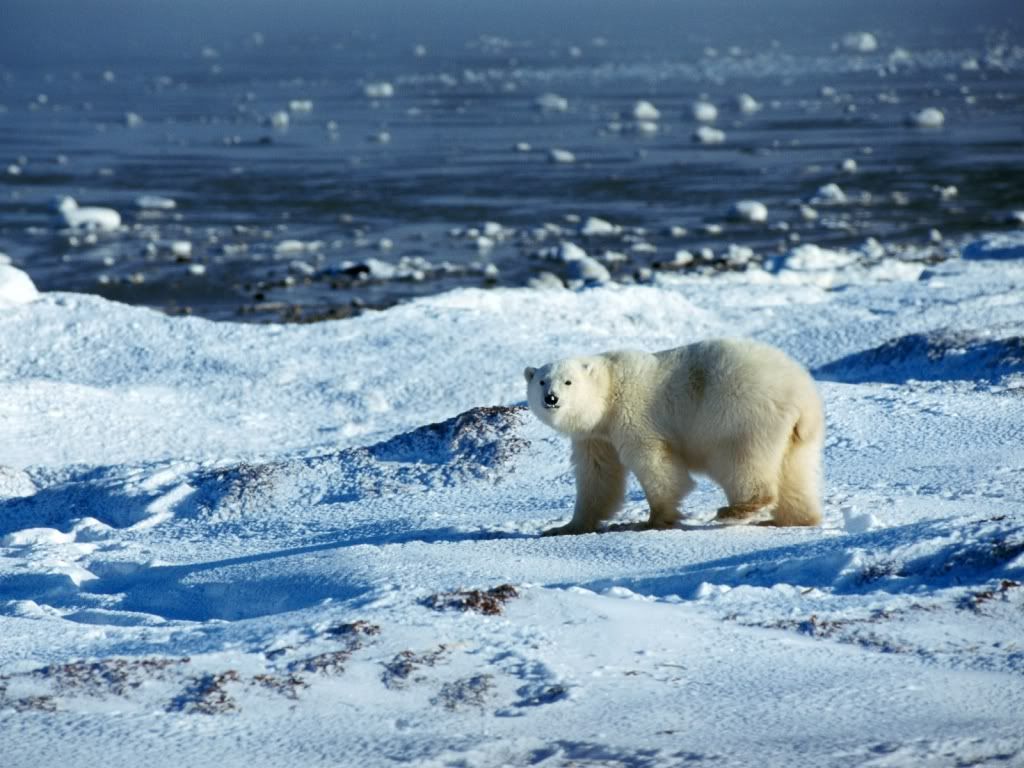 bear-best-hd-wallpaper.jpg