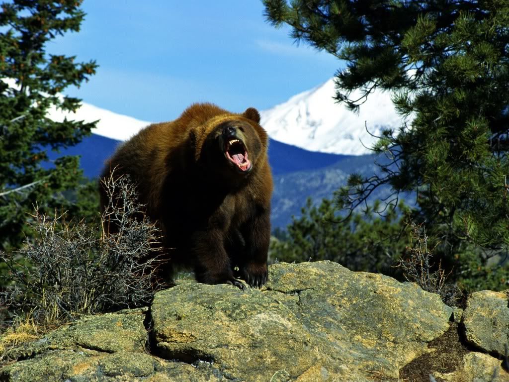 bear-desktop-wallpaper.jpg