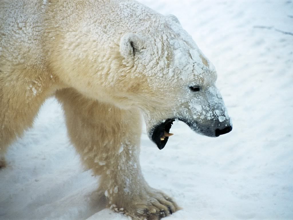 bear-ful-hd-wallpaper.jpg