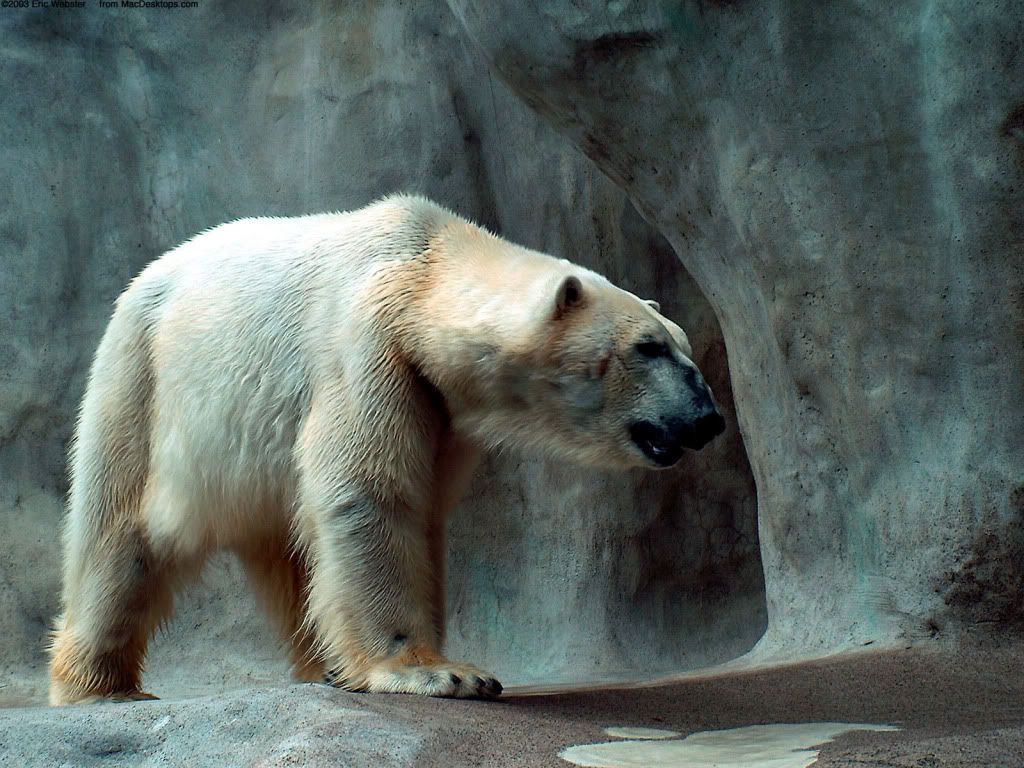 bear-hd-wallpaper.jpg