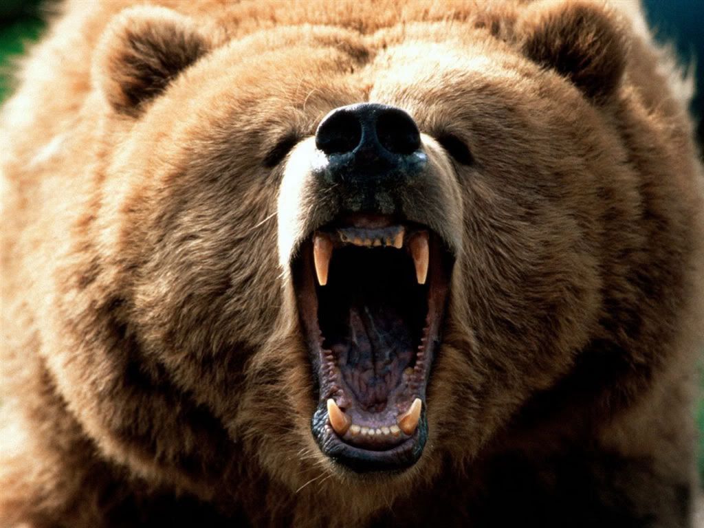 bear-mouth.jpg
