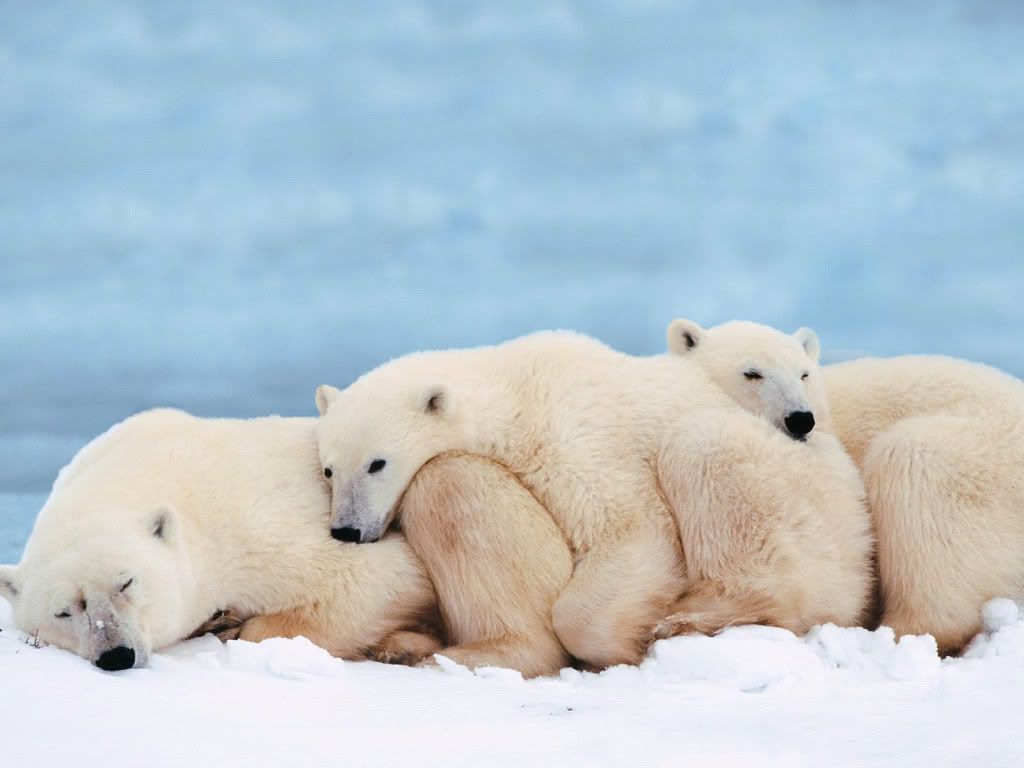 bear-sleep-wallpaper.jpg