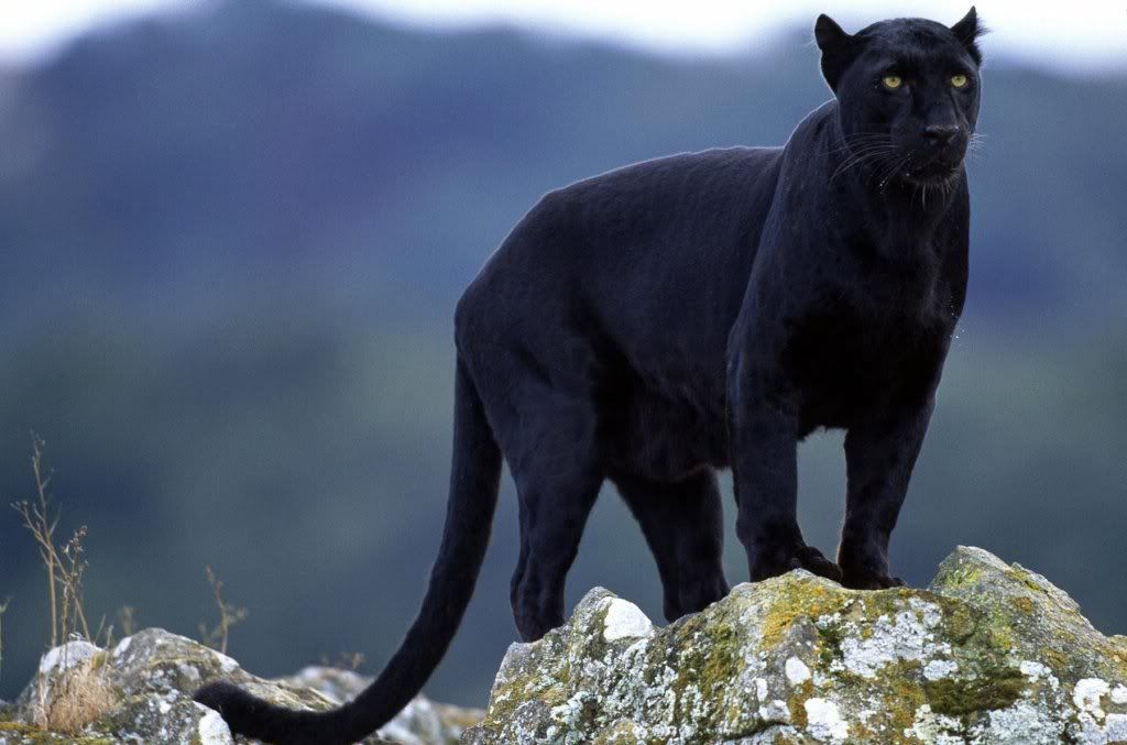 black-panther-hd-wallpaper.jpg